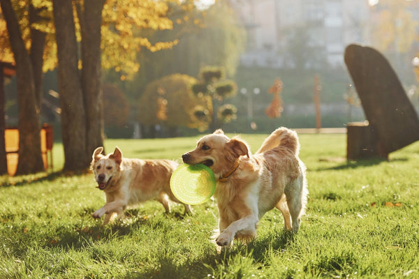 dogs playing