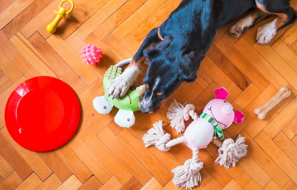 Dog playing with interactive toys