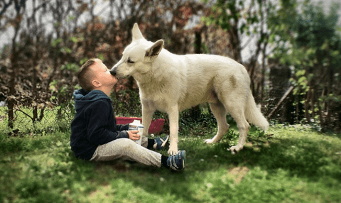 Dog licking a boy