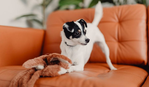 Dog with a toy on the sofa</em>