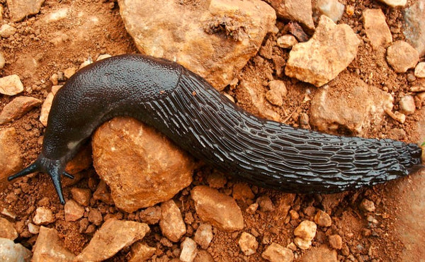 Is It Dangerous for Dogs to Lick a Slug?