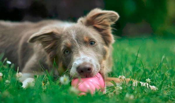 Dog chewing pink ball