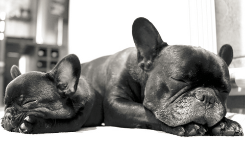 French Bulldog with her puppy