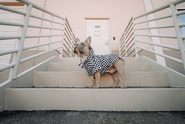 puppy and stairs