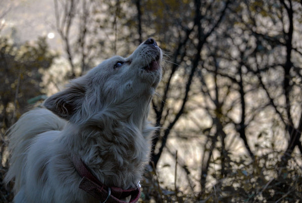 What to Do to Stop Your Dog Howling at Night?