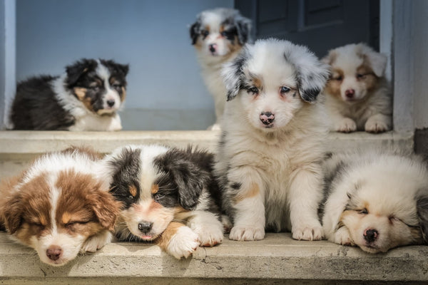 Tips to Ensure Your Puppy Climbs the Stairs Safely