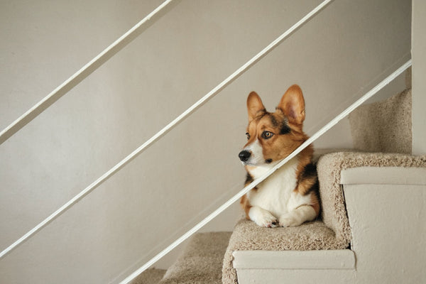When Is It Safe for Puppies to Climb Stairs