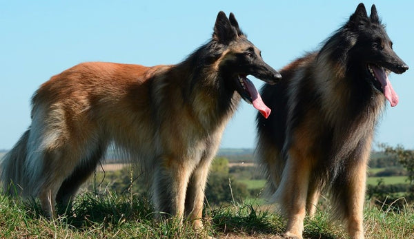 Two dogs panting in the sun
