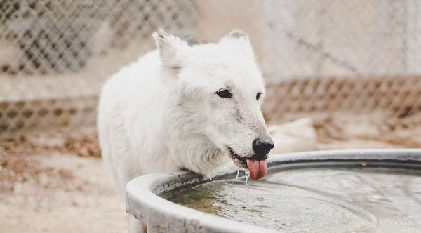 White dog drinking water