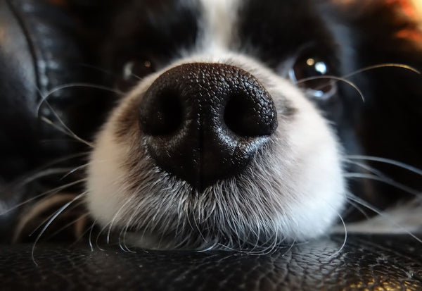 Why Do Dogs Need a Wet Nose?