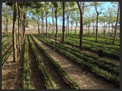 Guatemala Antigua Bourbon Coffee Seedlings