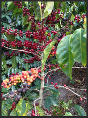 Ripe Coffee Cherries Guatemala Bourbon