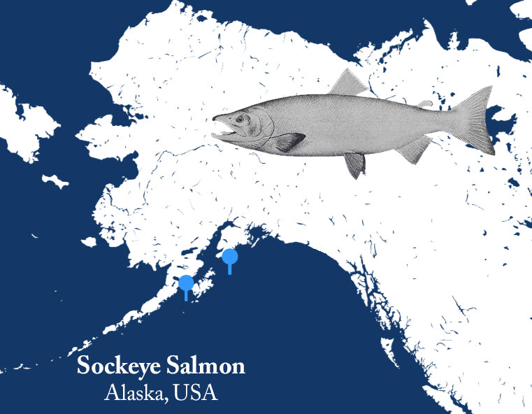 Sockeye Salmon 1 