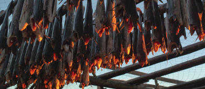 Drying Cod