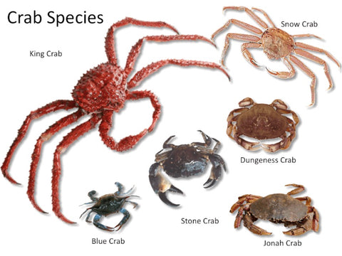 Types of Crabs – Sizzlefish