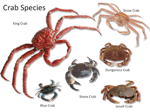 largest king crab in the world