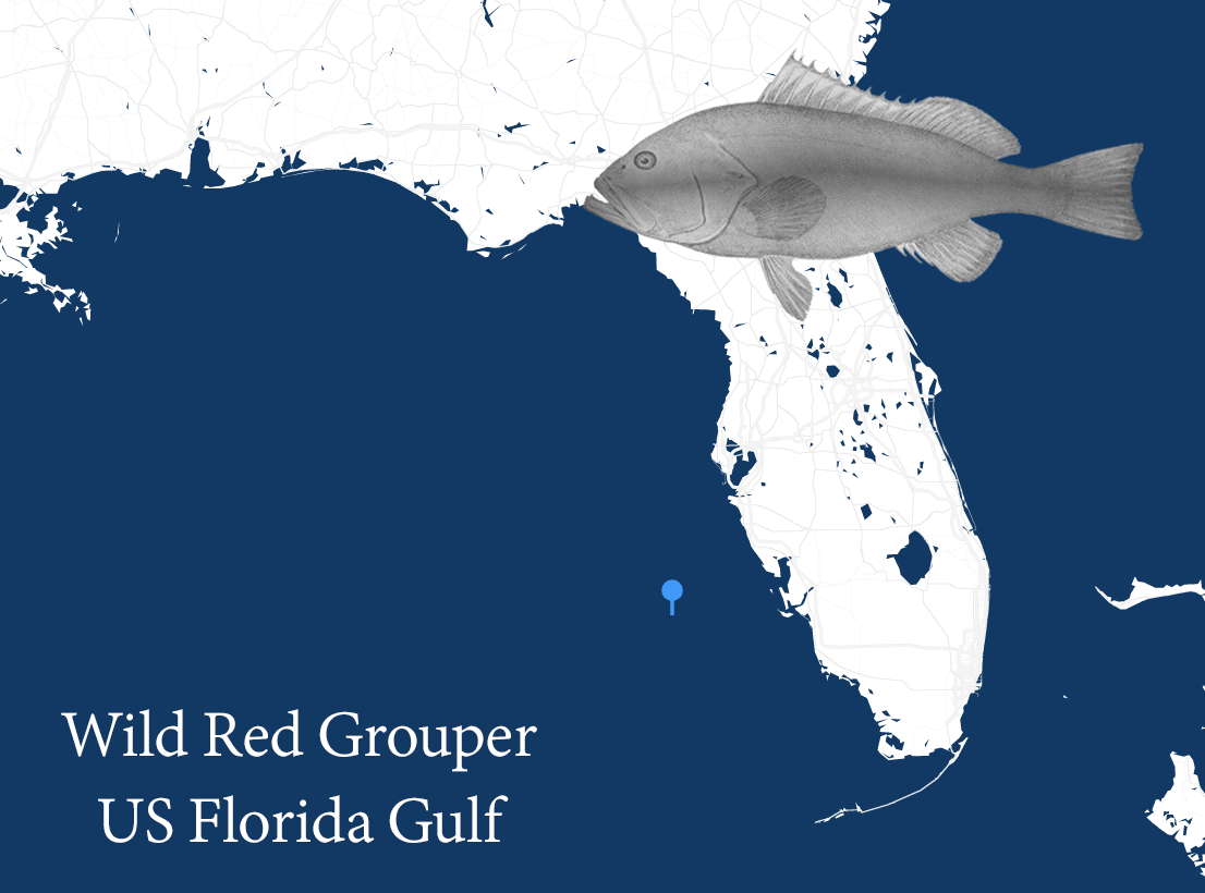 Wild Red Grouper sourcing information