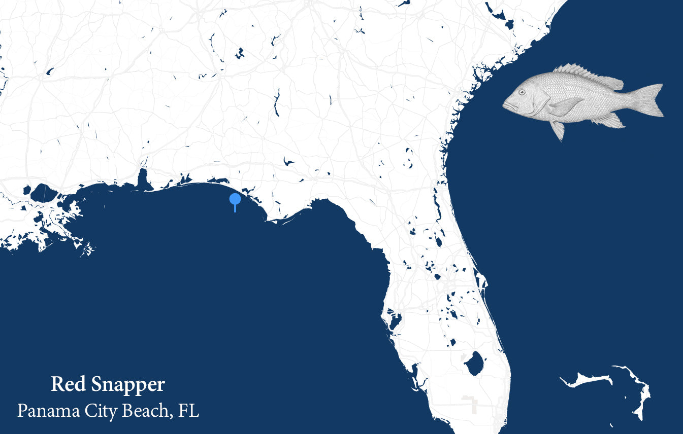 American Red Snapper sourcing information