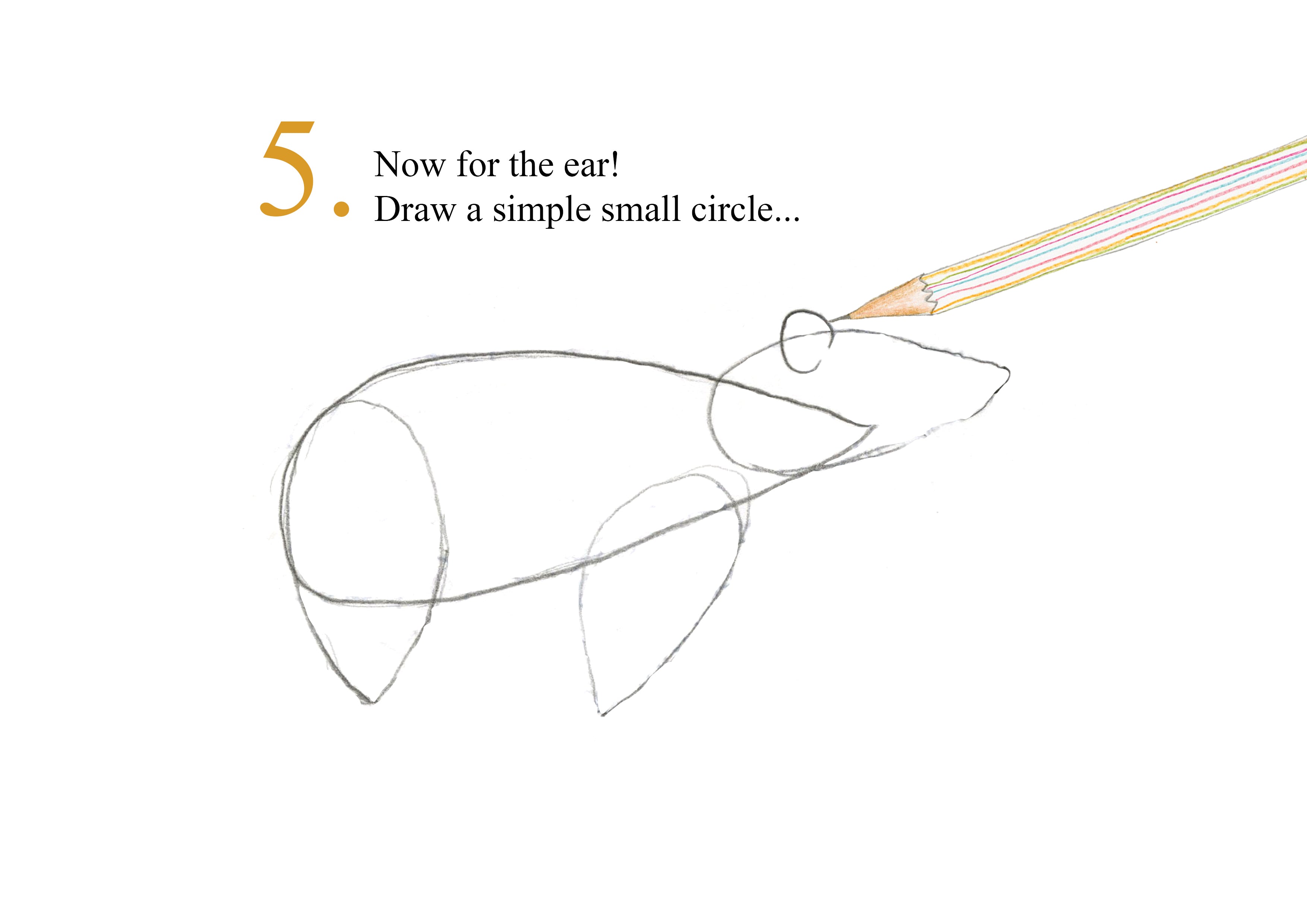 Catherine Rayner -  How to Draw 5 Bears - Step 5