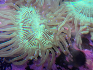 Blue Tip Elegance - badgerlandsaltwater