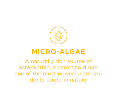 Micro Algae Back