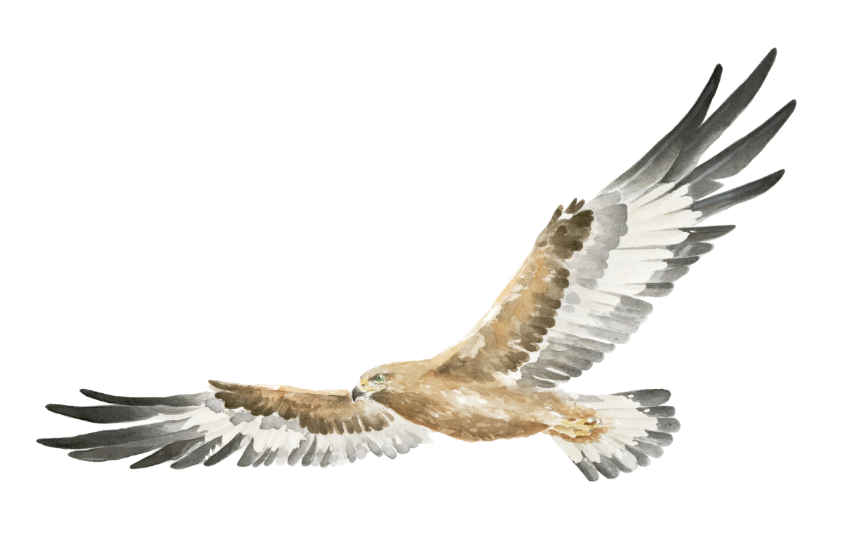 Natural Nordic Eagle