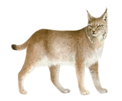 Natural Nordic Lynx