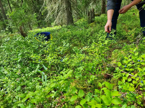 Natural Nordic Bilberry picking