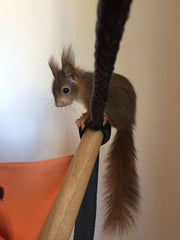 CrazyChair squirrel