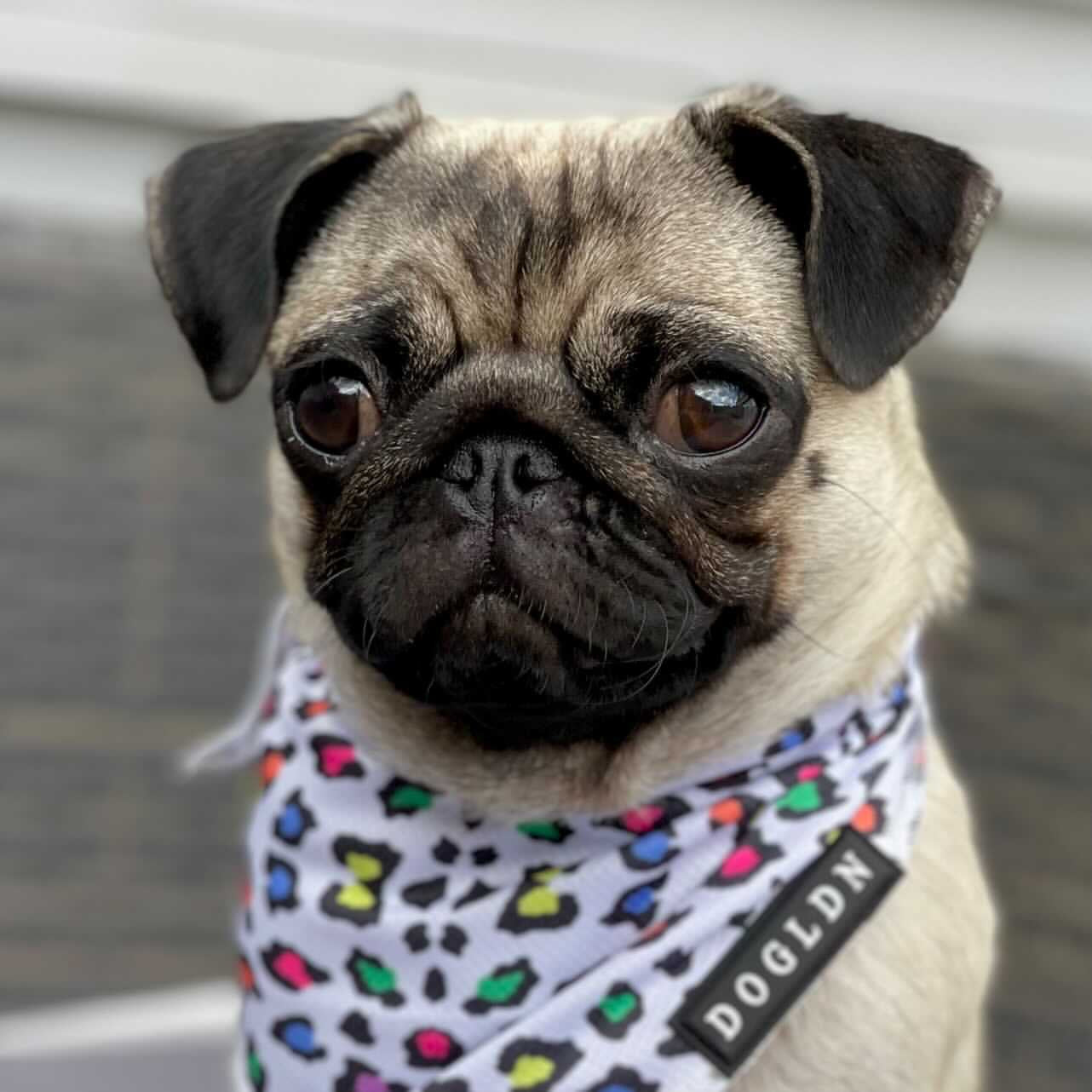 how to make a cooling bandana for dogs