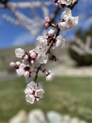 Organic apricot bloom in backyard orchard