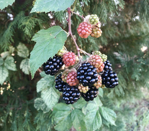 Organic blackberries & raspberries for backyard fruit