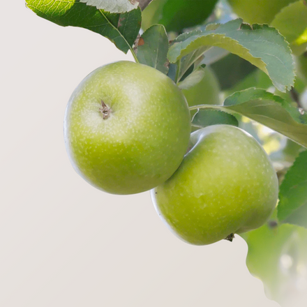 Apples, Honeycrisp, Organic - exist green