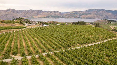 Carbon offset by farming tree fruit at Chelan Ranch