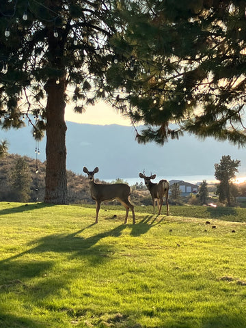 Deer on lawn at office