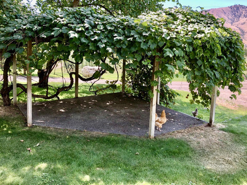 Organic grape arbor backyard