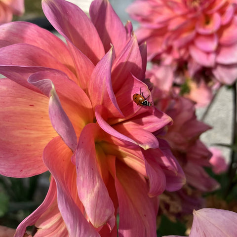 Dahlia with ladybug