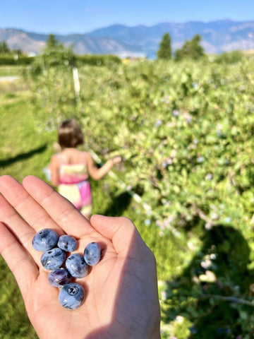 Organic blueberries U-pick at Chelan Ranch