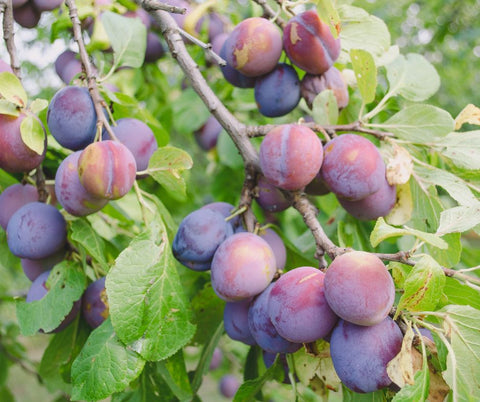 organic plums for backyard fruit