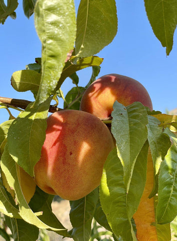 Organic peaches in backyard at Chelan Ranch Organics