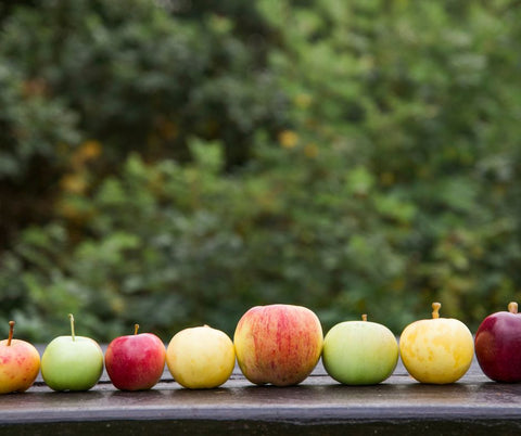 Line up of a variety of apples