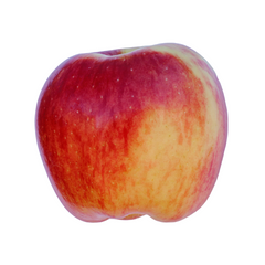 Ambrosia Apple