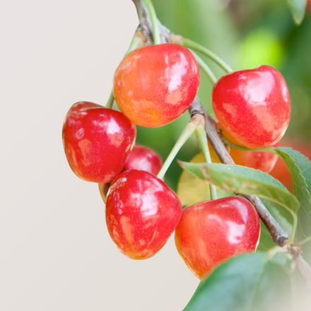 Honeycrisp Apple Organic Gift by FruitShare