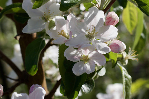 Apple blossoms