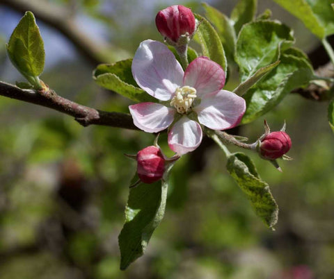 Close up of Sweetango apple blossoms