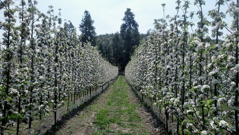 Rows of Sweeetango apples in full bloom.