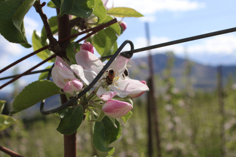 Bee on Sweetango apple blossom