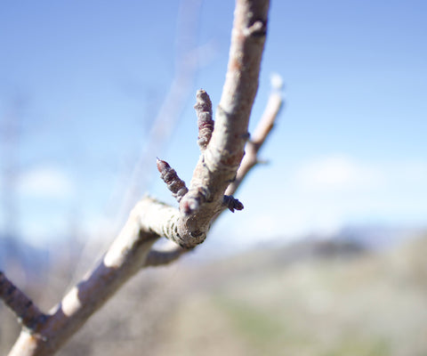 Apple blossom bud