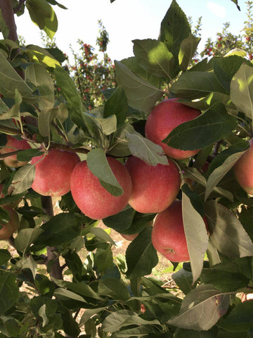 Apples are a simple snack