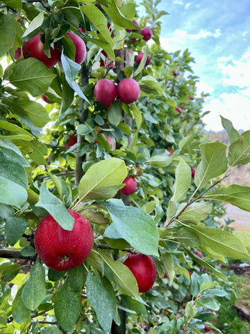 Sweetango apples on the tree at harvest time